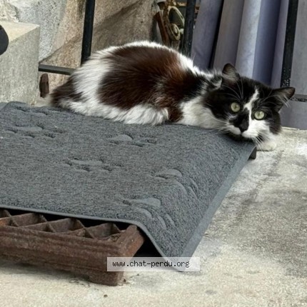 Photo 1/1 Chat trouvé Trouvé à Corbeil Essonnes