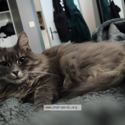 Photo 1/1 Malenia Chat perdu à La Regrippiere