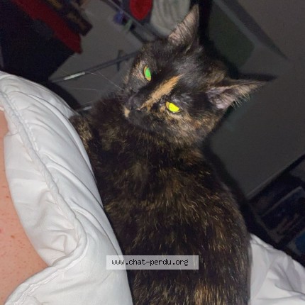 Photo 1/1 luffie Chat perdu à Villereversure