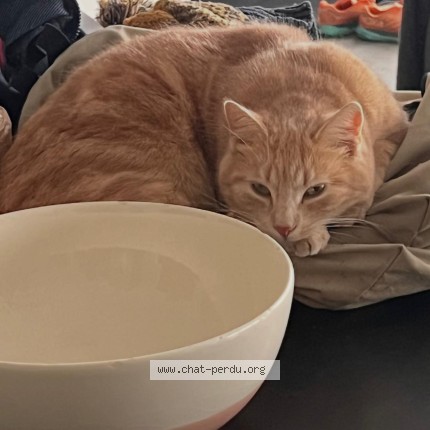 Photo de chat perdu à Le Montsaugeonnais