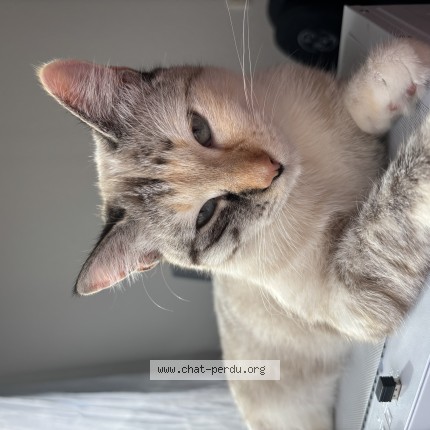 Photo de chat perdu à Toulouse