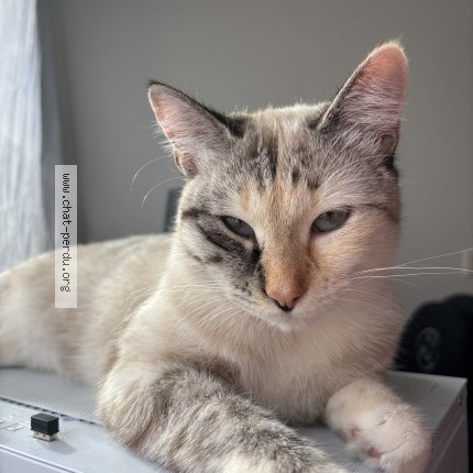 Photo 1/1 Chat retrouvé Perdu à Toulouse