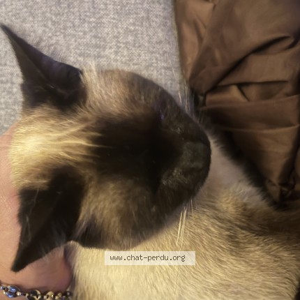 Photo de chat trouvé à Massy