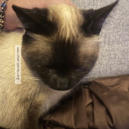 Photo 1/1 Chat trouvé Trouvé à Massy