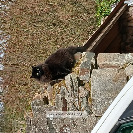 Photo 1/1 Tao Chat perdu à Berjou