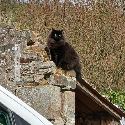 Photo 1/1 Tao Chat perdu à Berjou