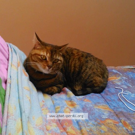 Photo 1/1 Chat retrouvé Perdu à Marcoussis