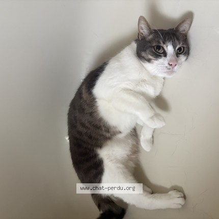Photo 1/1 G&eacute;n&eacute;ral Chat perdu à Drummondville