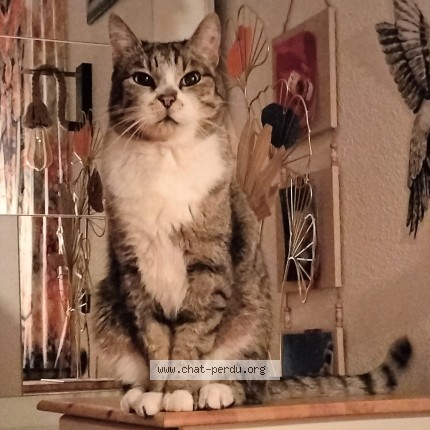 Photo 1/1 Mizu prononcé Mizou Chat perdu à Villenave D Ornon