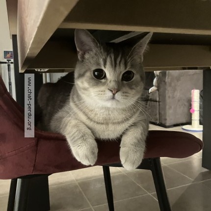 Photo 1/1 Vroum Chat perdu à Villiers Sur Orge