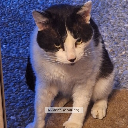 Photo de chat trouvé à Vercorin