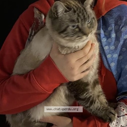 Photo 1/2 Léo Chat perdu à Paris