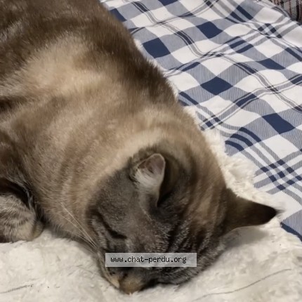 Photo 2/2 L&eacute;o Chat perdu à Paris