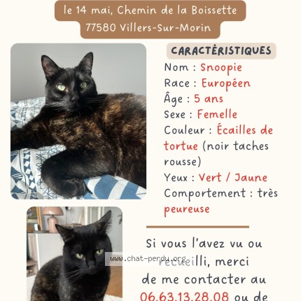 Photo 1/1 Snoopie Chat perdu à Villiers Sur Morin