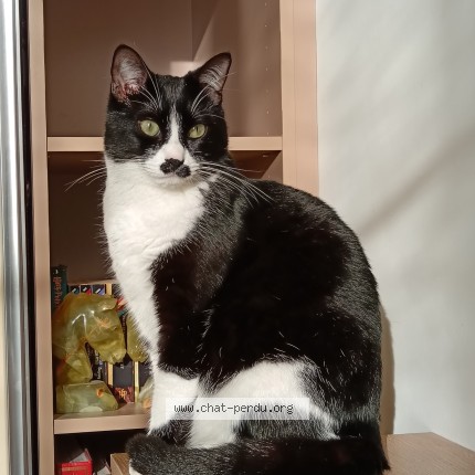 Photo 1/1 Percy Chat perdu à Nevers