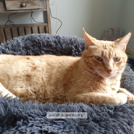 Photo 1/1 Chat retrouvé Perdu à Saussens