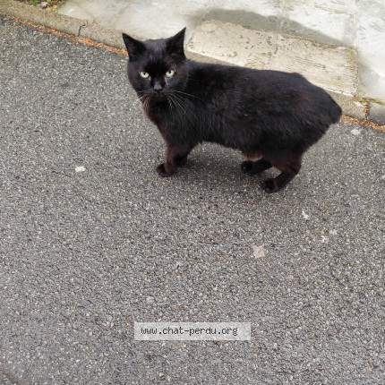Photo 1/1 Chat retrouvé Perdu à Lille