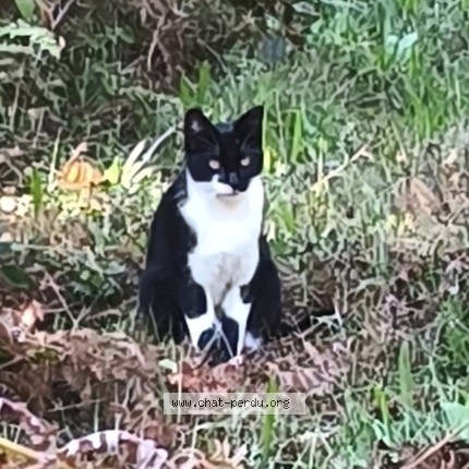 Photo 1/1 Chat retrouvé Perdu à Pessac