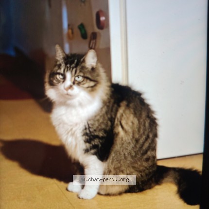 Photo de chat perdu à La Baule Escoublac