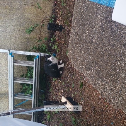 Photo 1/1 Chat trouvé Trouvé à Dijon