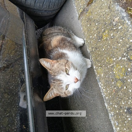 Photo 1/1 Chat trouvé Trouvé à Angers Centre