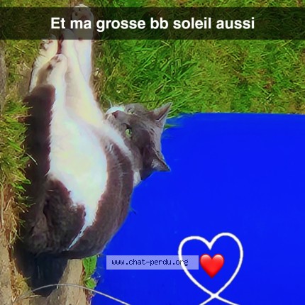 Photo de chat perdu à Saint Barthelemy D Anjou
