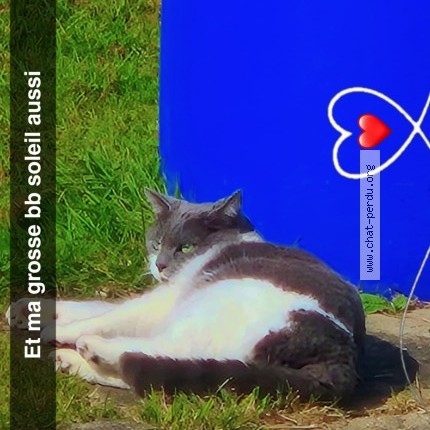 Photo 1/1 Mia Chat perdu à Saint Barthelemy D Anjou