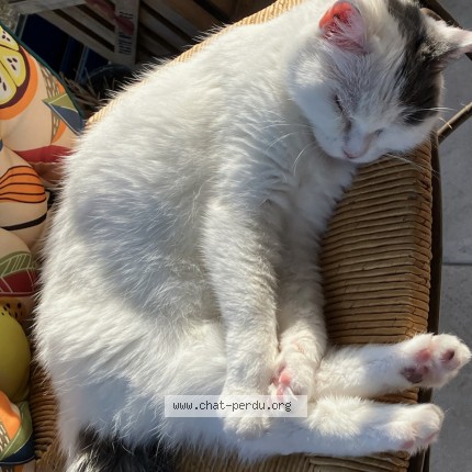 Photo 1/1 Mimi Huhu Chat perdu à Tonnay Charente