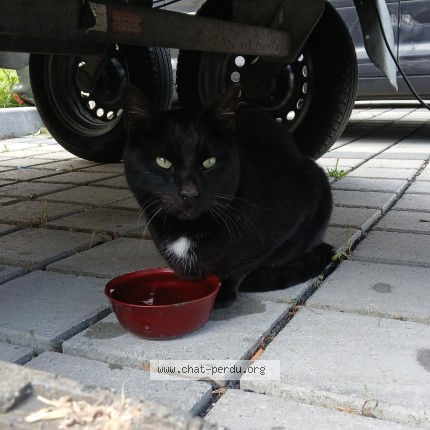 Photo 1/1 Chat trouvé Trouvé à Roubaix