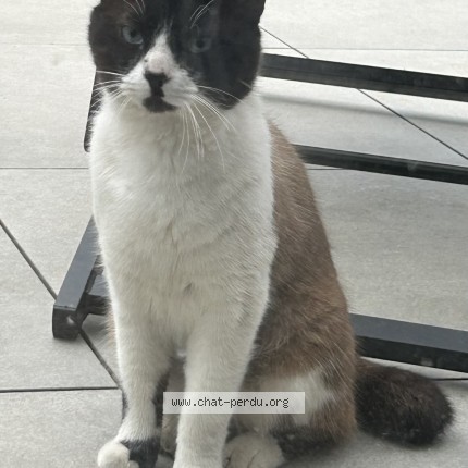 Photo 1/1 Chat trouvé Trouvé à Berchem