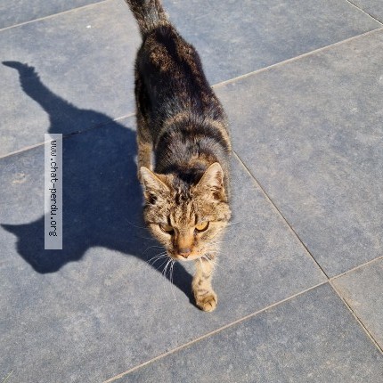 Photo 1/1 Chat trouvé Trouvé à Seraing