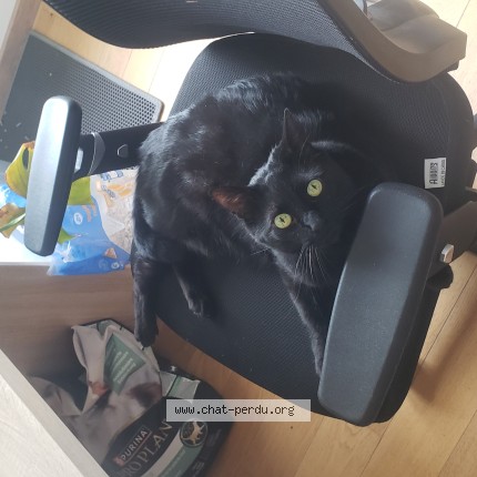 Photo 1/1 Chat retrouvé Perdu à Dicy