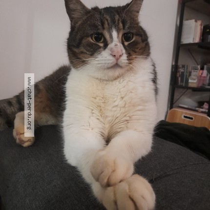 Photo 1/1 Doudou Chat perdu à Fegreac