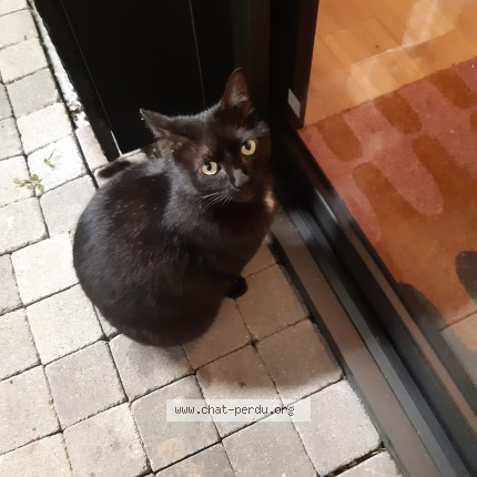 Photo 1/1 Chat trouvé Trouvé à Nantes