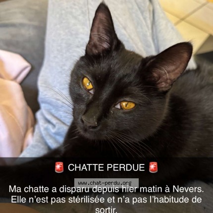Photo 1/1 kina Chat perdu à Nevers