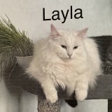 Layla