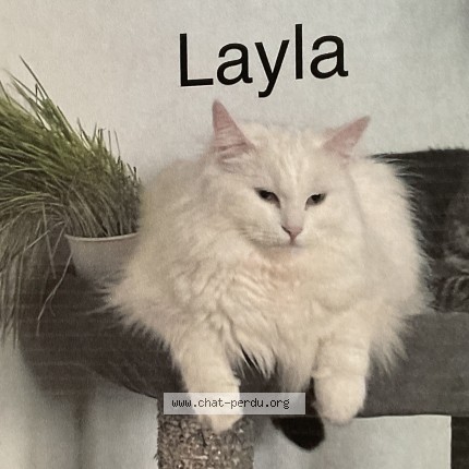Photo 1/1 Layla Chat perdu à Montreal Tetreaultville