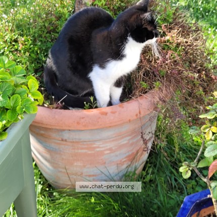 Photo 1/1 voltaire Chat perdu à La Tremblade