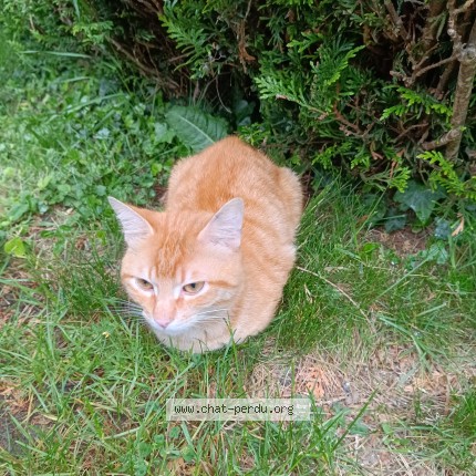 Photo 1/1 Chat trouvé Trouvé à Levis Saint Nom
