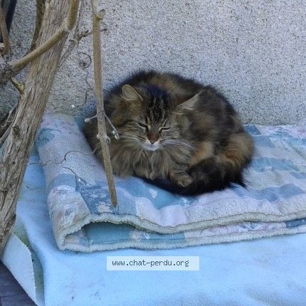 Photo 1/2 Taïga Chat perdu à Mouchy
