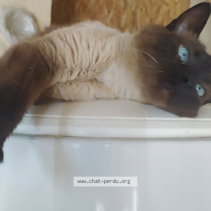 Photo de chat perdu à 69420 Condrieu