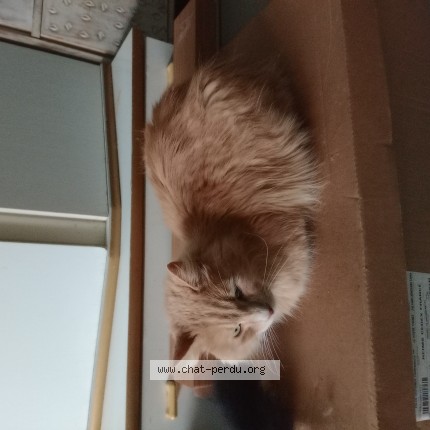 Photo 1/1 Chat trouvé Trouvé à Tournus