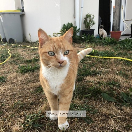 Photo de chat perdu à Nantes