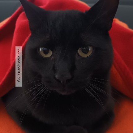 Photo de chat perdu à Mondelange