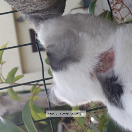 Photo 1/1 Chat trouvé Trouvé à Montpellier