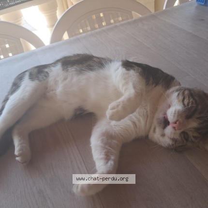 Photo 1/1 luffy Chat perdu à Sablons