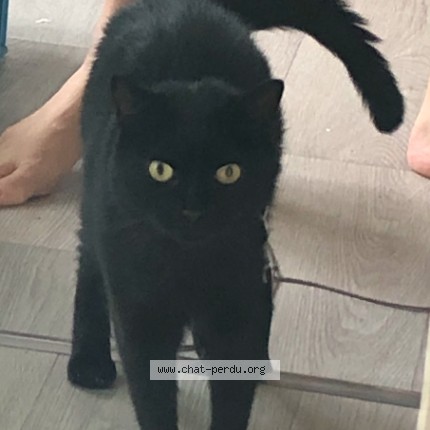 Photo de chat perdu à Nantes