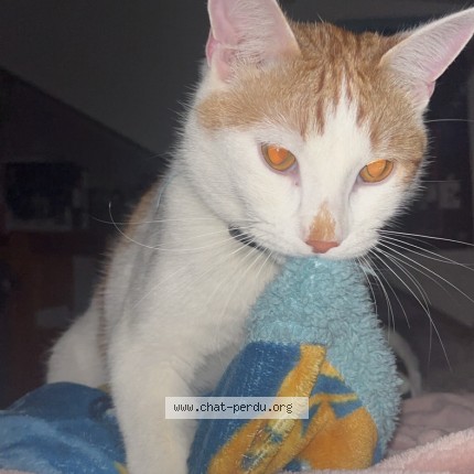 Photo de chat perdu à Savigny Sur Orge
