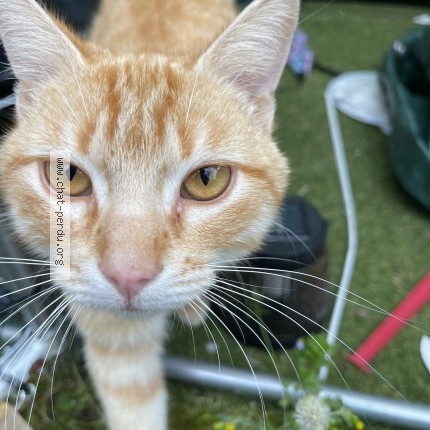 Photo de chat perdu à Chatellerault