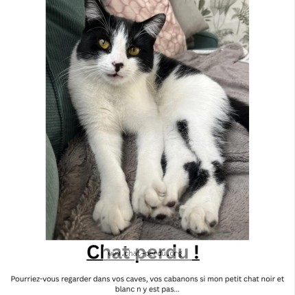 Photo 1/1 Vuelta Chat perdu à Coudekerque Branche